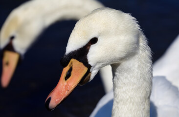 Close up and portrait of two white swans swimming side by side on the water with close up of head and beak
