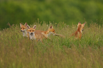 Little fox cubs in the meadow