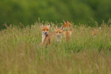 Little fox cubs in the meadow