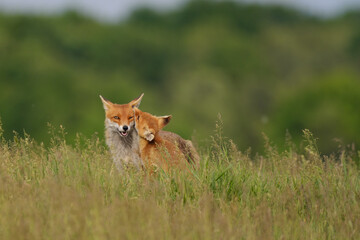 Fox cub playing with the mother fox on the meadow
