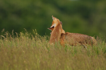 Fox cub playing with the mother fox on the meadow