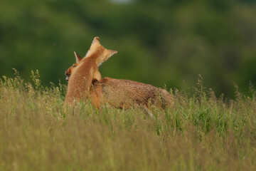 Fox cub playing with the mother fox on the meadow
