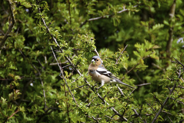 Obraz premium Chaffince with grub