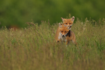 Little fox cubs in the meadow