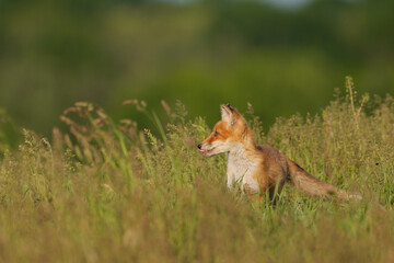 Naklejka na ściany i meble Red fox cub , Vulpes Vulpes in the grass