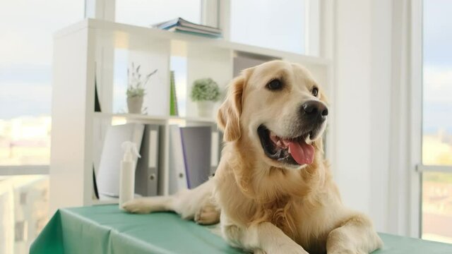 golden retriever dog waiting for veterinarian on table in clinic
