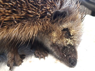 Igel mit massivem Fliegeneierbefall © Bali