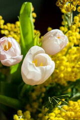 a beautiful spring bouquet for girls and women made of tulips and mimosa