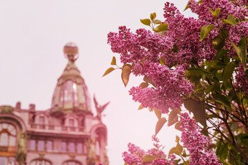 lilac flowers on the background of a building in St. Petersburg, summer,