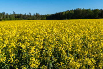 Obraz premium Rapeseed or colza (Brassica napus) golden field. Panoramic view of a yellow rapeseed field with a forest on the horizon. Agriculture technology for growing ecology plants for oil and biofuels.