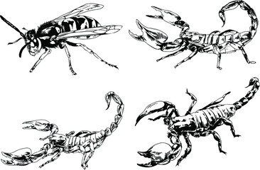 Fototapeta premium vector drawings sketches different insects bugs Scorpions spiders drawn in ink by hand , objects with no background 