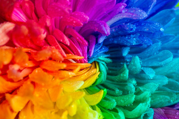 bouquet of colorful large chrysanthemums