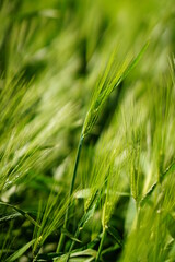green wheat field