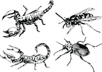 vector drawings sketches different insects bugs Scorpions spiders drawn in ink by hand , objects with no background