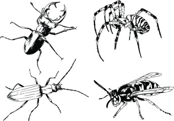 vector drawings sketches different insects bugs Scorpions spiders drawn in ink by hand , objects with no background