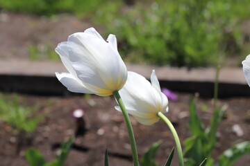 春の公園に咲くチューリップの白い花