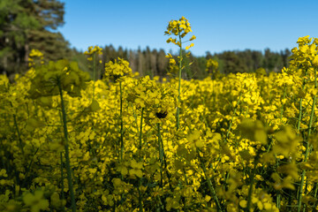 Bumblebee pollinates flowers. Insects help in pollination of plants. Rapeseed or colza (Brassica napus) golden field. Panoramic view of a yellow rapeseed field. Agriculture eco farm technology.