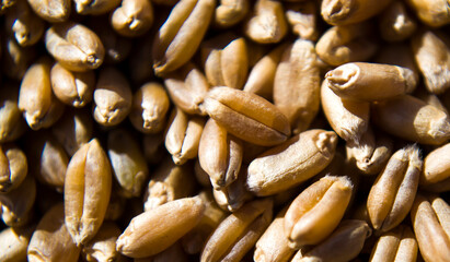 Malt, wheat grains for brewing. Malt background. Top view, flat lay