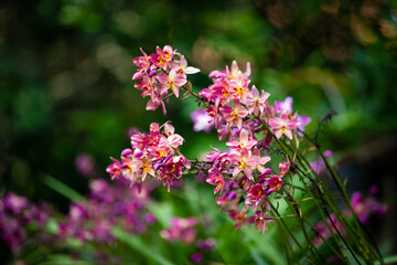 Fototapeta premium flowers in the garden