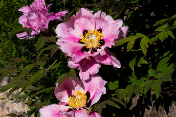 pink flowers in a garden
