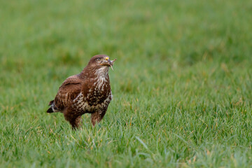 Common buzzard, buteo buteo, eating from a prey in the meadows in the Netherlands