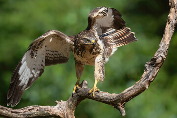 Common Buzzard (Buteo buteo) spreading his wings in the forest of Noord Brabant in the Netherlands.  Green forest background