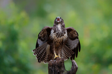 Common Buzzard (Buteo buteo) shouting in the forest of Noord Brabant in the Netherlands.  Green forest background