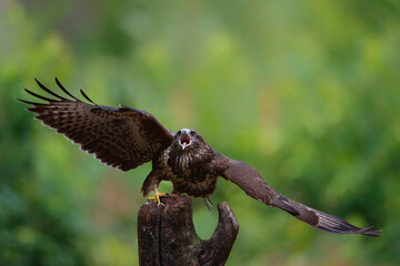 Common Buzzard (Buteo buteo) shouting in the forest of Noord Brabant in the Netherlands.  Green...