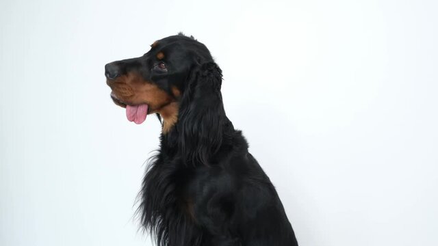 Scottish setter dog posing sideways on white background, slow motion