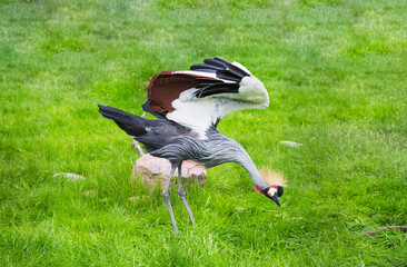 The Eastern crowned crane (Latin: Balearica regulorum gibbericeps) with open wings searches for food in the bright green grass on a clear sunny day. Birds ornithology wildlife.