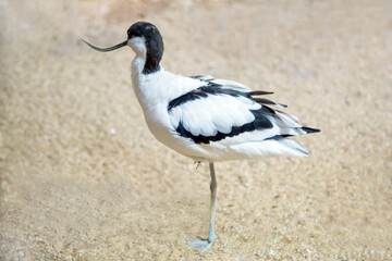 The Shiloklyuvka bird (Lat. Recurvirostra avosetta) stands on one leg against the background of rocks. Birds ornithology wildlife.
