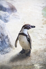 Naklejka premium Humboldt's Penguin (lat. Spheniscus humboldti)) standing on a rocky shore among the ice and rocks, turning his head to the side. Wildlife fauna birds.