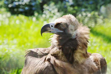 Portrait of a black vulture (Latin: Aegypius monachus) in brown with an expressive beak on a background of bright green grass. Birds ornithology wildlife.