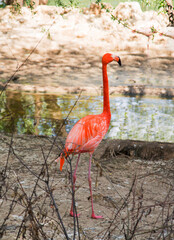 Red flamingo (lat. Phoenicopterus ruber) with long legs standing on the river bank in the bushes on a clear sunny day. Birds ornithology wildlife.