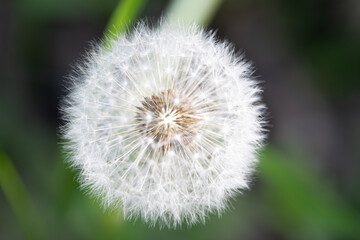 White fluffy flower of a blooming dandelion, close-up, against a background of green plants.