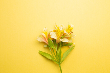 Yellow Alstroemeria flowers on yellow background. top view, copy space
