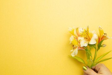 Hand holding Alstroemeria flowers on yellow background. top view, copy space
