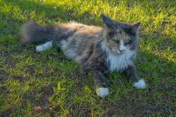 Kot Maine Coon  © GreenHill