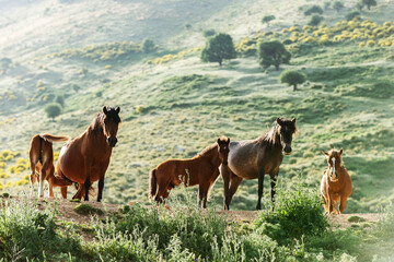 Horses in Albanian mountains, Albania