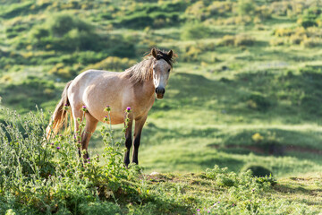 Horses in Albanian mountains, Albania