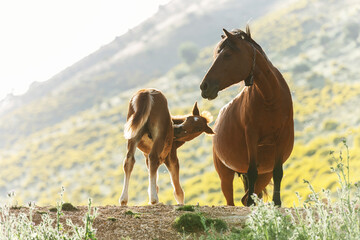 Fototapeta na wymiar Horses in Albanian mountains, Albania