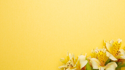 Yellow Alstroemeria flowers on yellow background. flat lay, top view, copy space