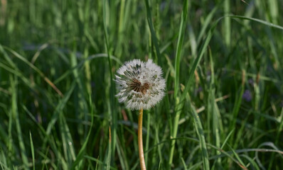 One dandelion close up. On a grass green background.