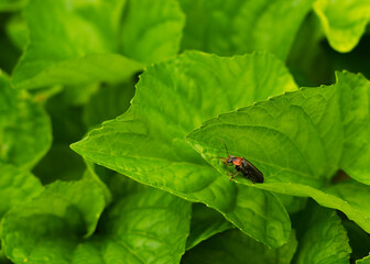Cereal leaf beetle (Oulema melanopus) on the cereal leaf.