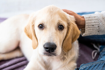 Lovely young retriever dog at home