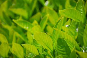 鮮やかな初夏の若葉