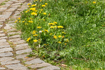 Dandelions close up
