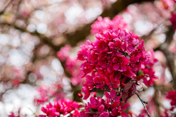 Fototapeta premium Close up, plum blossom red and pink flowers, flowering branch of apple tree, picturesque symbol of early spring, fruit orchard, sunny day, selective focus blurred background, blooming red leaf plum