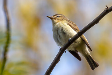 Willow Warbler © Dave