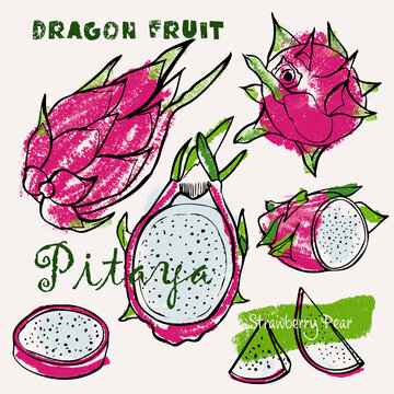 Dragon fruit or pitaya tropical fruit line art and color hand-drawn vector illustration. Rough crayon strokes doodle in an expressive loose coloring book style